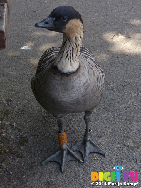 FZ006065 Goose